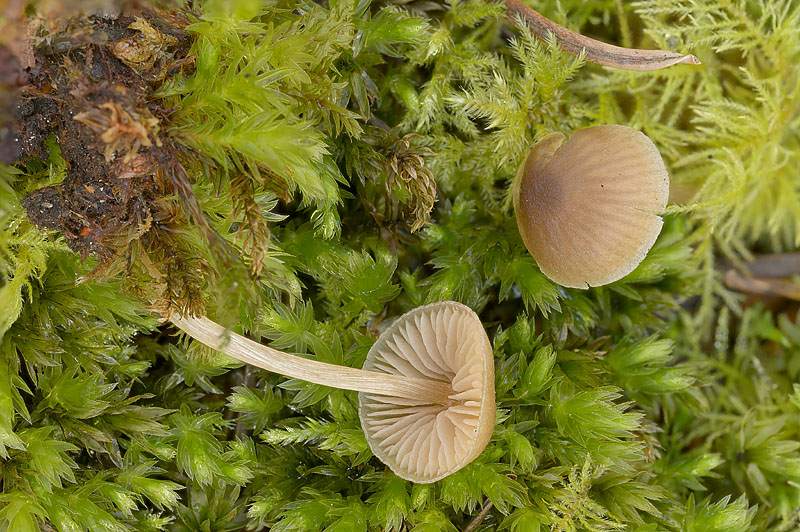 Entoloma cetratum